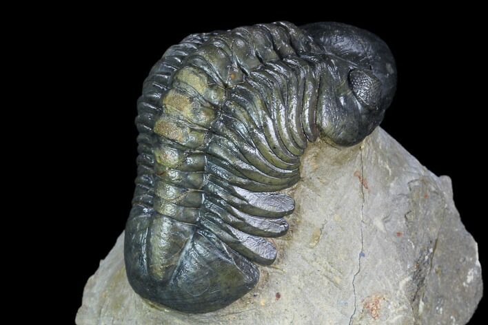 Detailed, 3" Reedops Trilobite - Atchana, Morocco